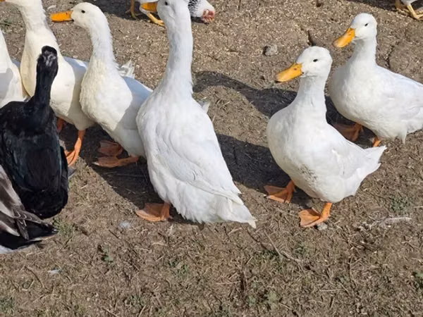 Alman Pekin