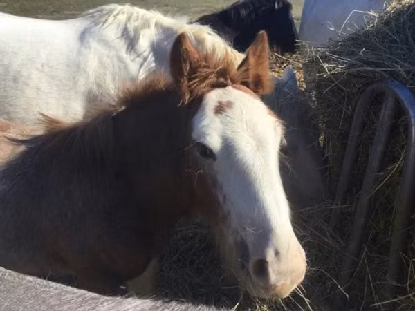 Cal, Gypsy horse