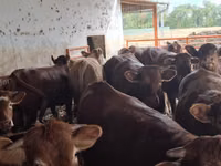 Toro, Simmental cattle — foto 7
