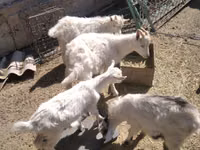 Capră, Russian White goat — foto 5