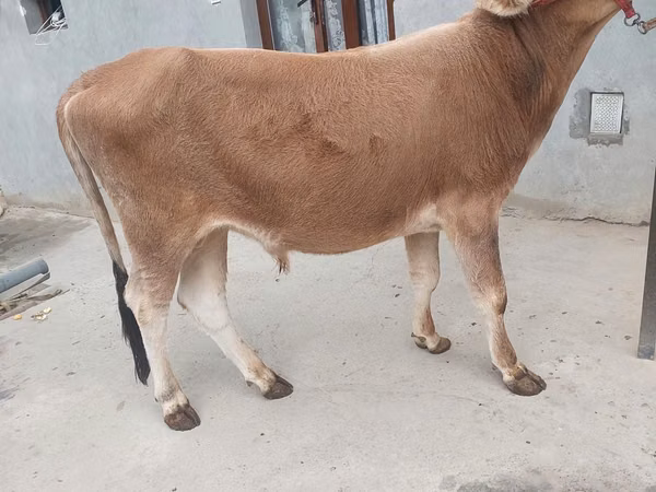 牛只（批次，未指定性别）, Cattle