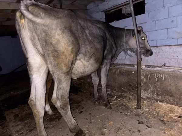 Vaca, Ganado vacuno