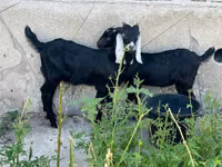 Boucs, Nubian Goat — photo 3