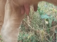 بقرة, Swiss cattle — الصورة 6