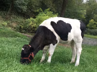 Kuh, Russian Black pied cattle — Foto 1