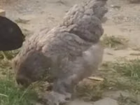 सिल्की — फ़ोटो 1