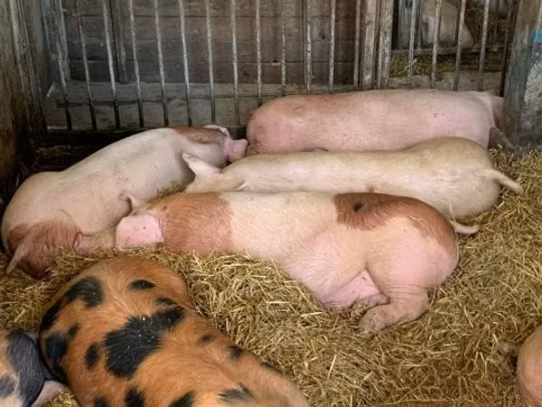 Säue, Schweine