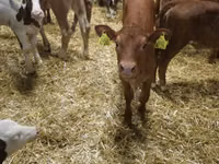 Rinder (Partie, Geschlecht nicht angegeben), Simmental cattle — Foto 4