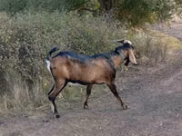 Ziegenbock, Nubian Goat — Foto 1