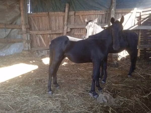 At, Nonius horse