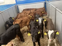 Cattle (batch, sex not specified), Cattle — photo 5