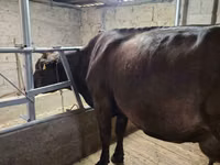 母牛, Holstein breed — 照片 2