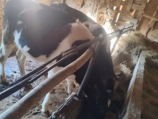 Vacă, Rasa Holstein
