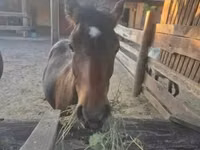 Cal, Welsh Cob — foto 1