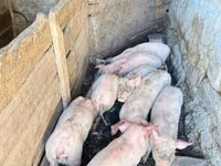 公猪, Pigs — 照片 3