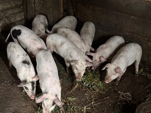 Vier, Porci