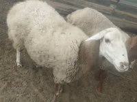 母羊, Sheep — 照片 1