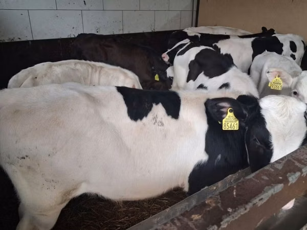 Bulle, Russian Black pied cattle