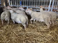 Sheep, Charollais sheep — photo 1