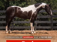 Caballo, Friesian — foto 1