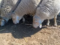 كبش, Assaf sheep — الصورة 1