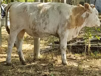 Sigir, Qoramol — 1-rasm