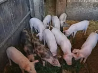 Säue, Schweine — Foto 1