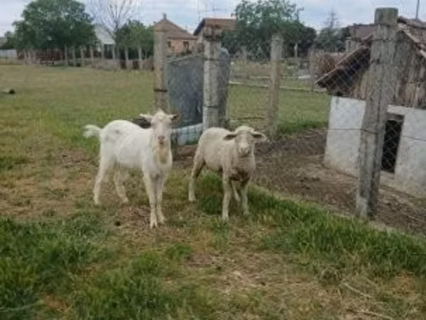 Berbec, Merino sheep