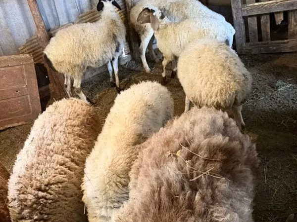 母羊, Sheep