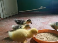 Ducks — फ़ोटो 1