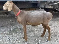 نعجة, Arashan sheep — الصورة 1