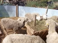 Sheep, Sheep — photo 4