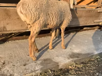 母羊, Arashan sheep — 照片 5