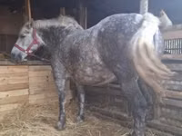 घोड़ी, Hungarian horse breed — फ़ोटो 3