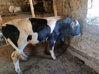 Toro, Raza Holstein — foto 2