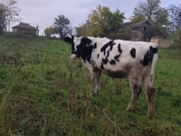Sigir, Russian Black pied cattle — 2-rasm
