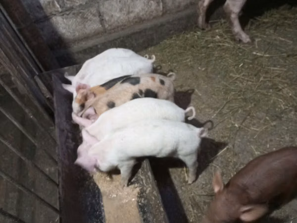 Eber, Schweine — Republik Moldau