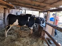 Taureau, Russian Black pied cattle — photo 4