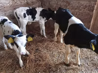 公牛, Limousin cow — 照片 4