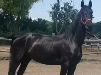 Iapă, Friesian — foto 1