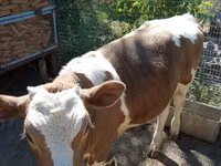Kuh, Simmental cattle — Foto 2