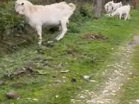 Dişi keçi, Saanen goat — foto 1