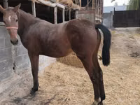 فرس, Thoroughbred horse — الصورة 7