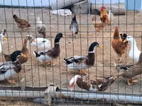 Pekin german — foto 1