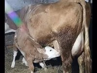 Bou, Simmental cattle — foto 2