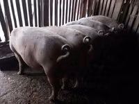 Porci (lot, sex nespecificat) — foto 2