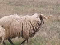公羊, Sheep — 照片 6