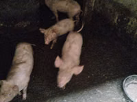 公猪, Pigs — 照片 2