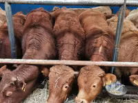 Bull, Limousin cow — photo 2