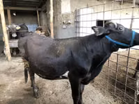 母牛, Russian Black pied cattle — 照片 1